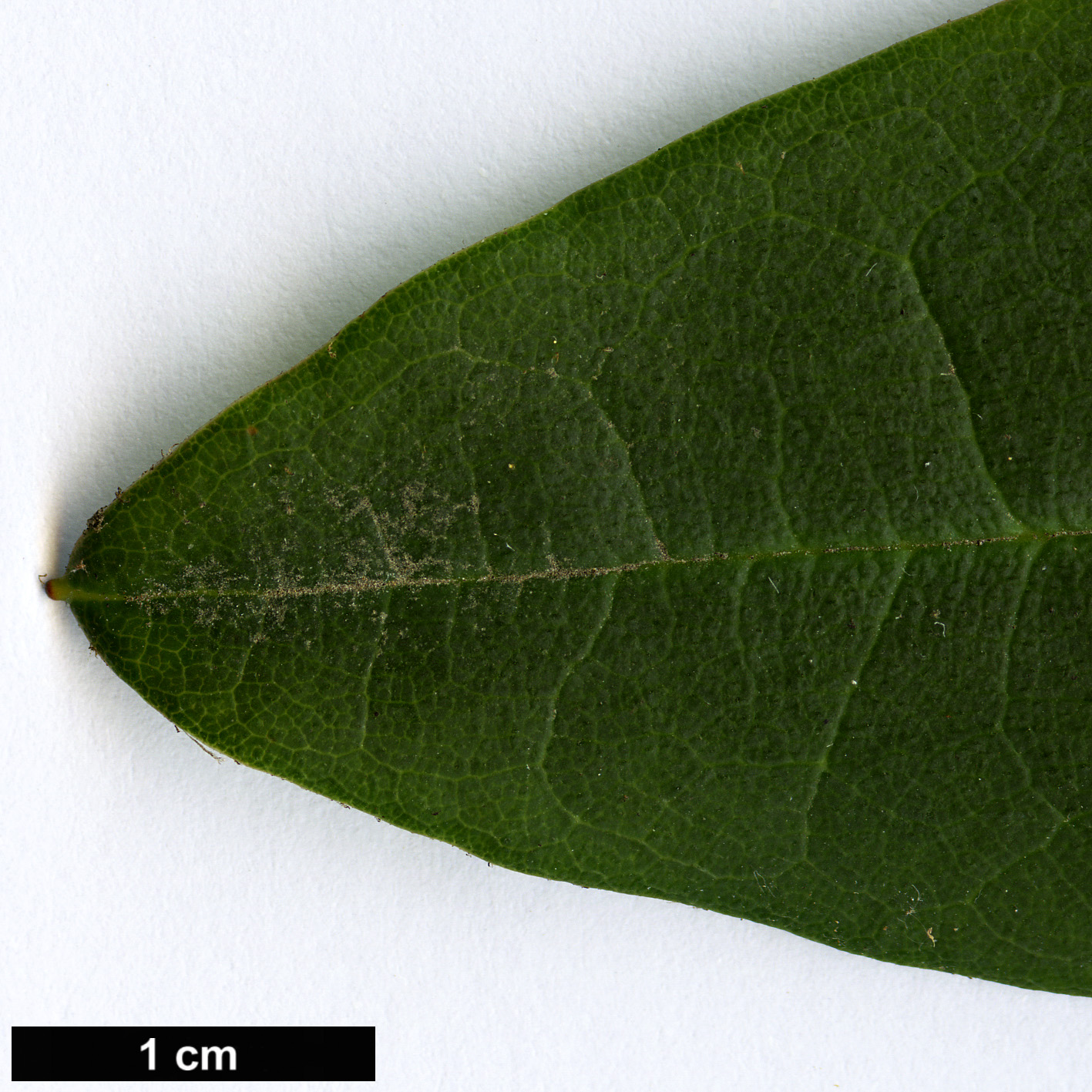 High resolution image: Family: Ericaceae - Genus: Rhododendron - Taxon: anthosphaerum